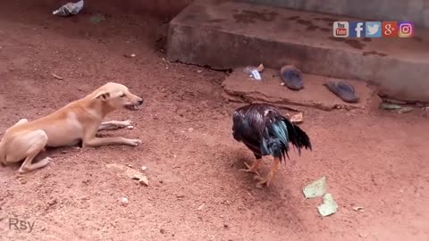 Dog barking at a roaster