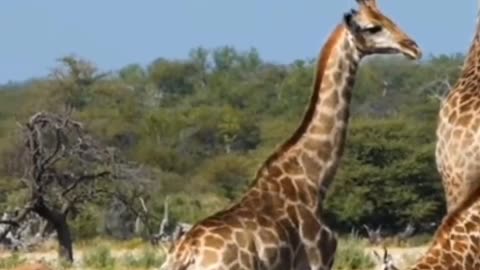 Giraffe Animals Videos For Kids