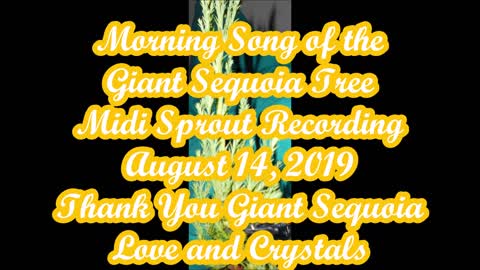 Morning Song of the Giant Sequoia 2019