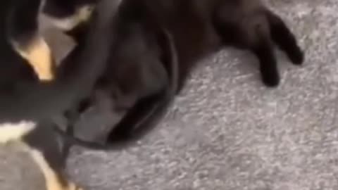 Dog nearly killed cat