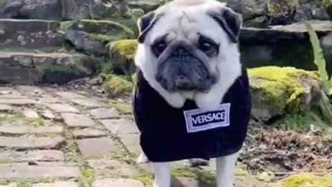 Versace puppy showing his west side killer swag