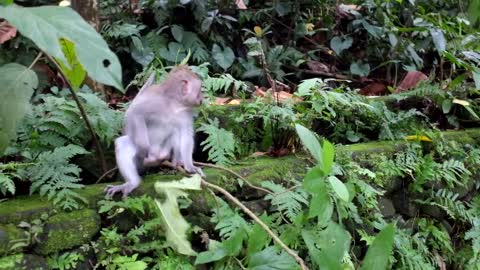 Monkey cute in forest #