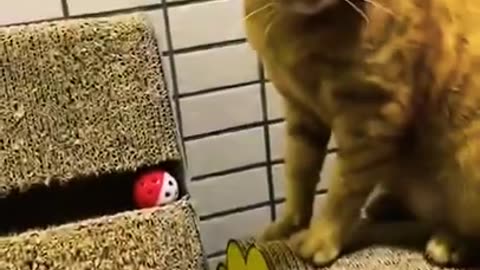 Funny animal videos #funnyanimalvideos #funny #animal #videos #video #cat #dog #home #funnyanimals