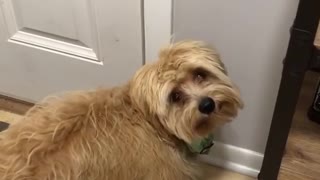 Smart Dog Rings Bell When He Wants To Go Outside