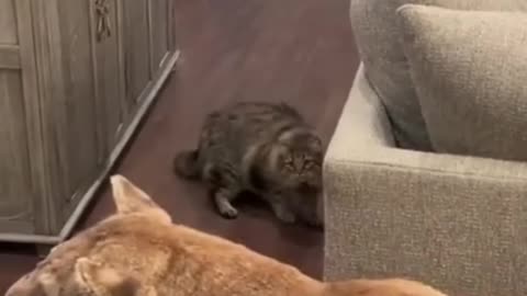 awesome cat prank