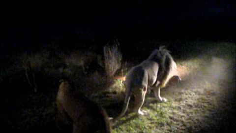 Avaro león macho se niega a compartir la caza con la manada