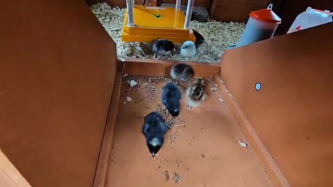 We got chicks!!