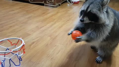 Sports-loving raccoon dribbles and dunks basketball