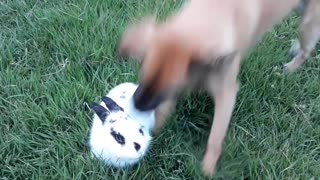 Doggo and Bunny Best Friends