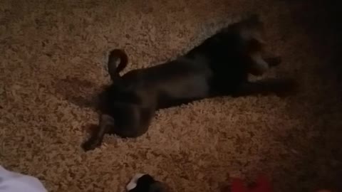 Dog has strange morning stretching routine