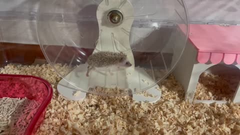 Baby hedgehog spinning the wheel.