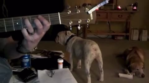 Dogs Jam With Guitar