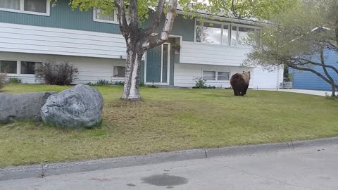 Grizzly Bear in Neighborhood