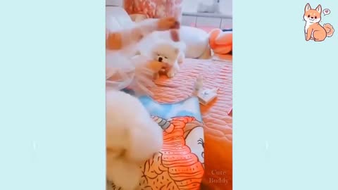 😍 Cute Puppies and Smart Dogs #2 😍