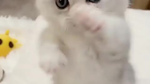 Cute cat 🙈😍😍😍😍❤️🥰💋💋😘😘