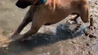 Dog plays with a rock!