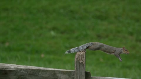 Slow Motion Squirrel Jumping