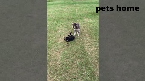funniest animal videos tha will 100% make you laugh - by pets home