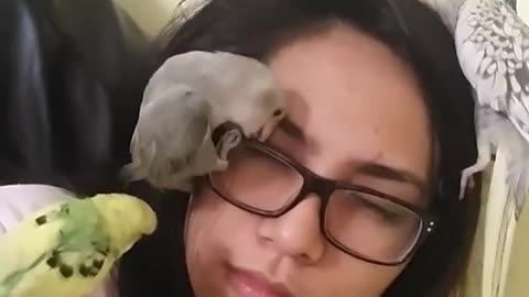 Birds treat owner like personal play toy