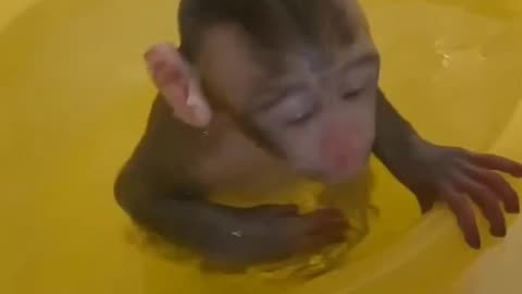 Small monkey child taking bath