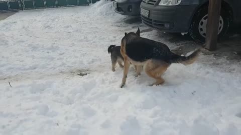 Adorable dogs playing in the snow