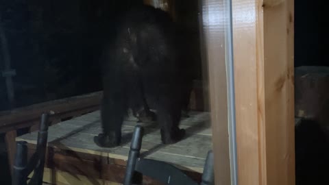 Black Bear Interrupts Vacation by Trying to Break into Garbage