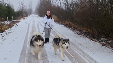 Siberian Husky is one of the 10 most popular dogs