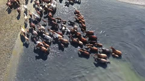 Aerial drone shot herd of horses swimming in a lake Mongolia. RARE amazing