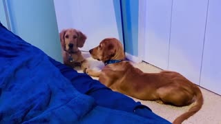 Puppy Stares At Me Through Mirror