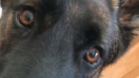 Tan and black dog looks at owner in kitchen