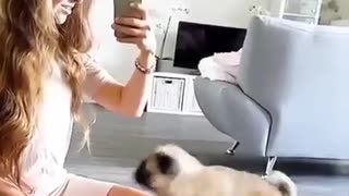 The most heart-warming pug kiss ever