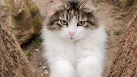 Cat video very nice