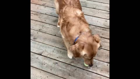 Happy Golden plays with his tennis balls(pt 2)