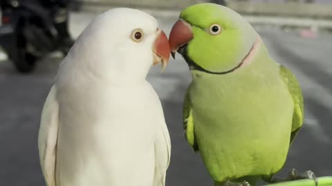 Loving Parrot