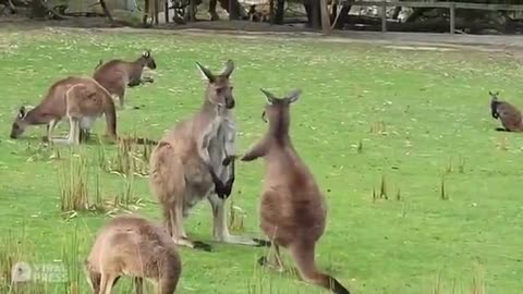 The two Kangaroo rushed to punch each other in the park