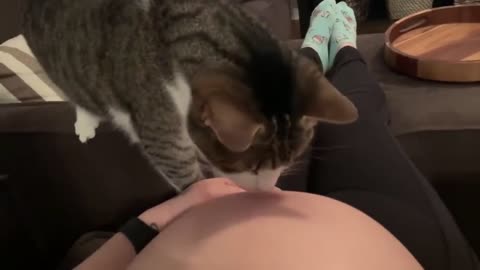 Sweet cat just realized it's owner is Pregnant