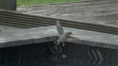 A Sparrow makes acrobatic moves to get a larva out of the water.
