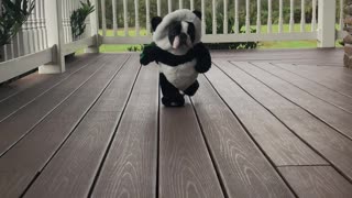 Boston Terrier Rocks Panda Costume