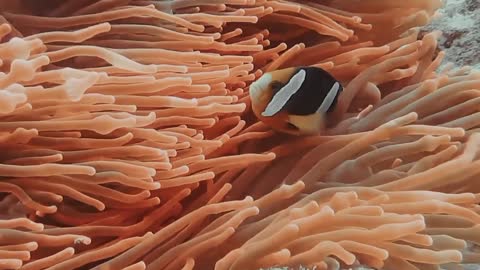 Can you see this gorgeous clown fish when hiding in the corals?