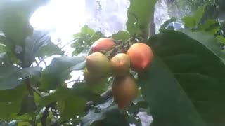 Bunchosia armeniaca tree with lot of fruits, recorded during a small rain [Nature & Animals]