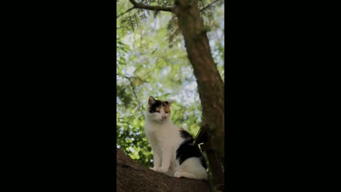 The cat is sitting on the tree | beautiful cat | Cute Cat