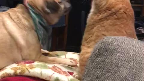 Cat And Dog Wrestle It Out On Owners Bed