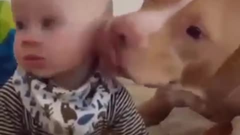 Incredible! Pitbull loves babies!