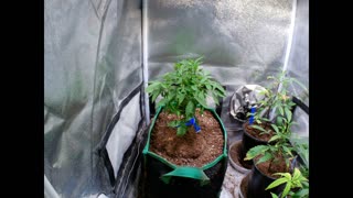 Marijuana Plant Time Lapse Video Test