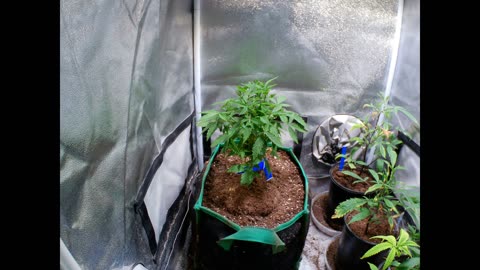Marijuana Plant Time Lapse Video Test