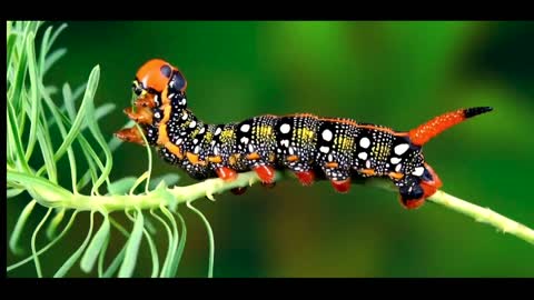 Amazing Colorful Insects Of INDIA