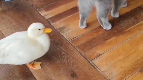 The duck is brave enough to fight with the cat