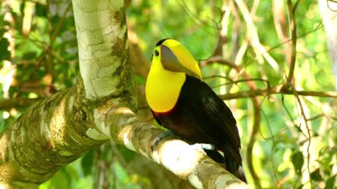 A collection of very beautiful birds