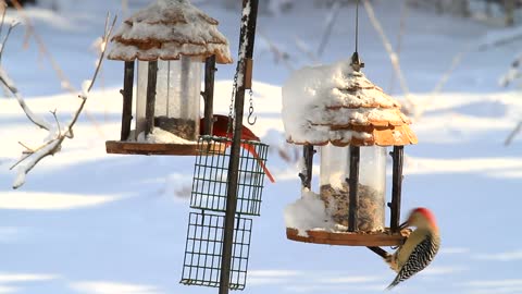 funny birds on feeders