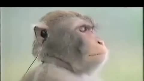 Monkey listening to music